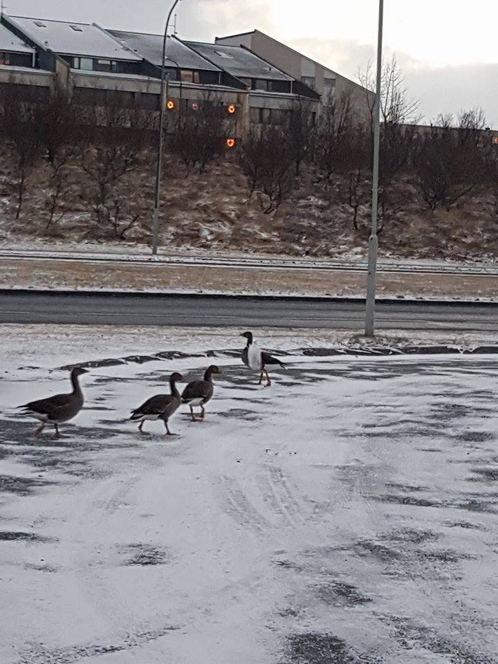 Gæs föst í plastpoka