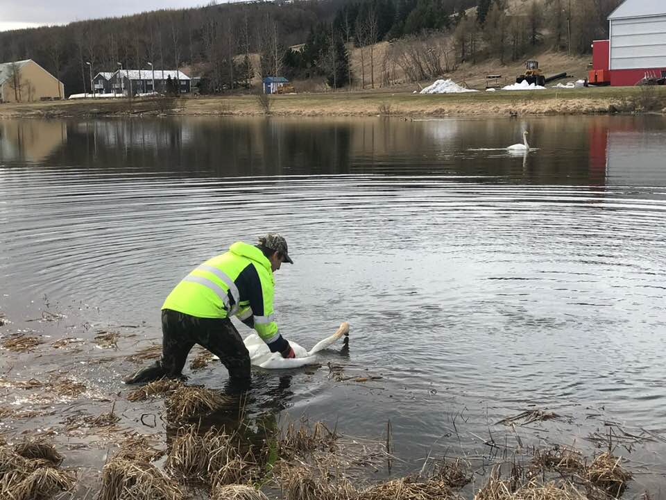 Björguðu álft í innbænum