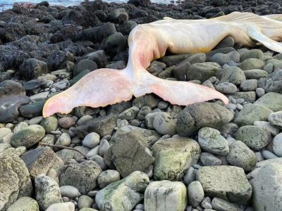 Hræ hnúfu­baks í Hrís­ey talið hafa legið lengi