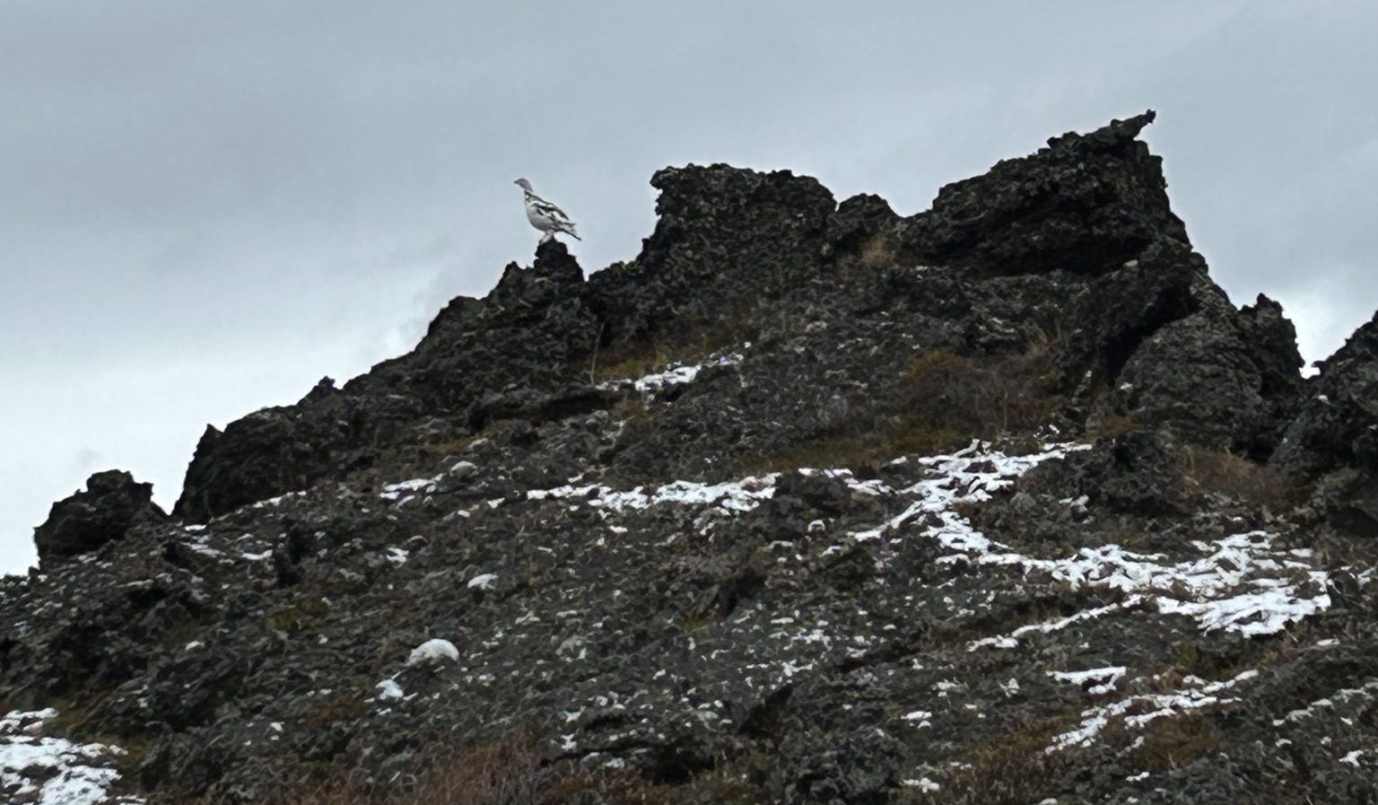 Rjúpnaveiðar hefjast á morgun – Tuttugu veiðidagar á Norðurlandi